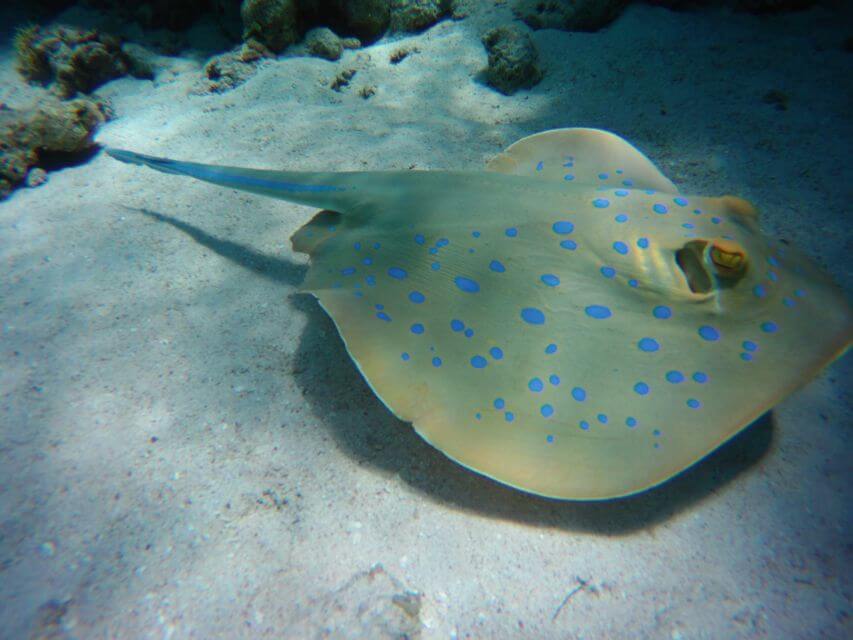 Sataya Reef