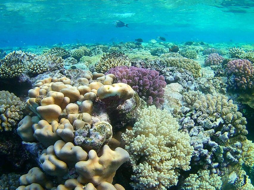 Sataya Reef