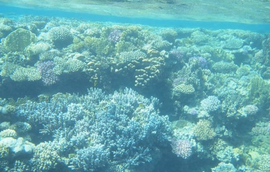 Sharm El Luli – Qulaan – El Nayzak