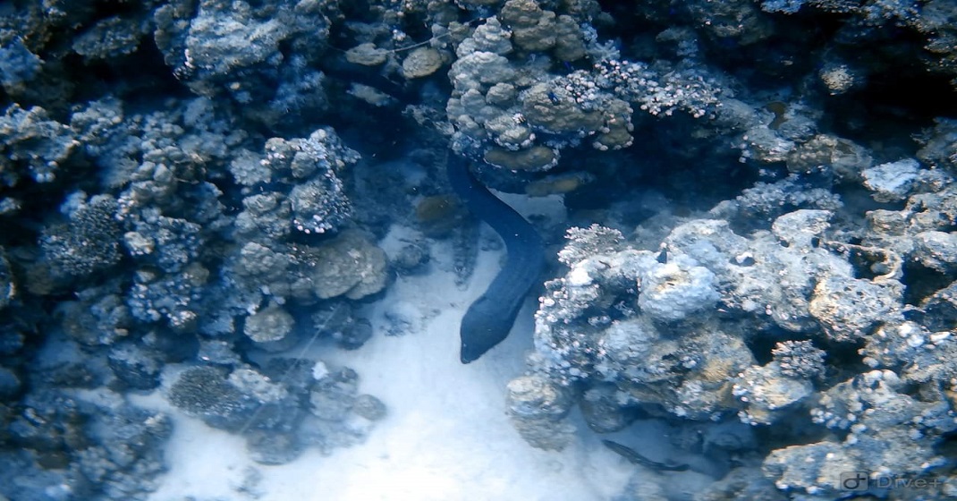 Coral Garden