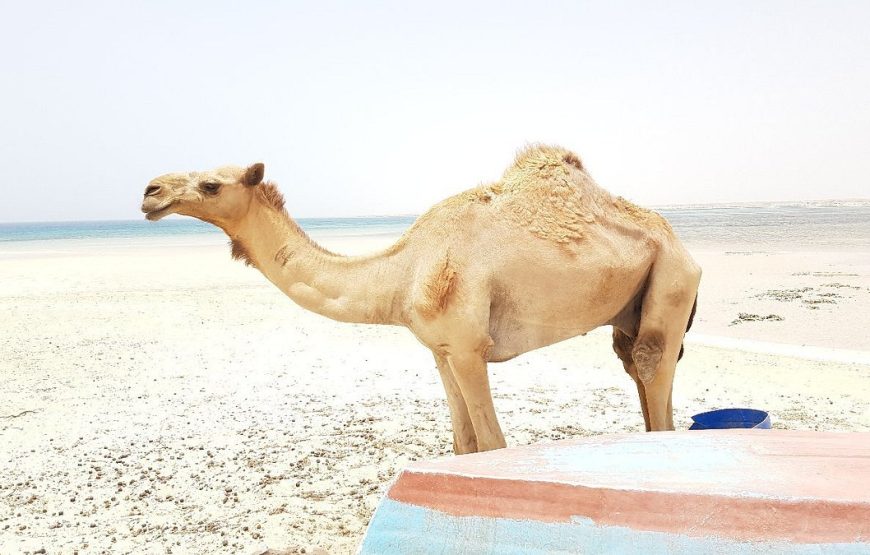Sharm El Luli – Qulaan – El Nayzak