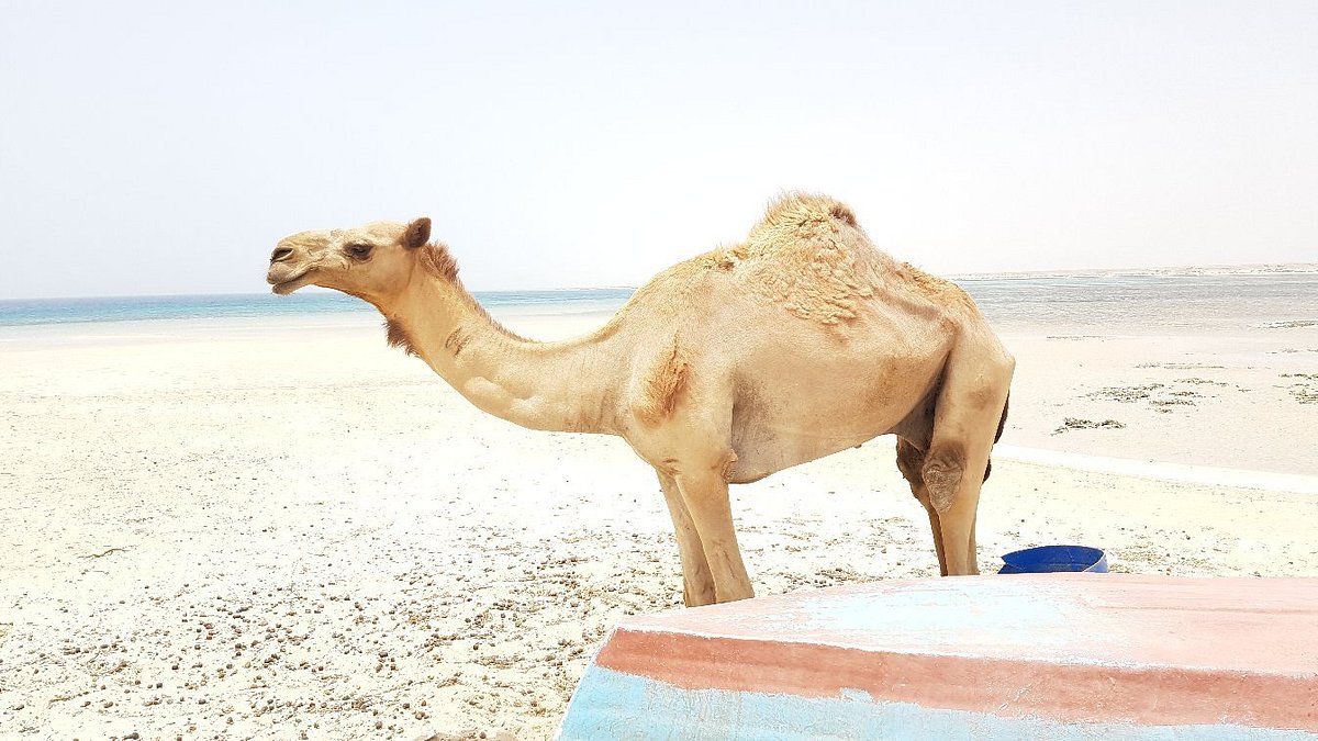 Sharm El Luli – Qulaan – El Nayzak