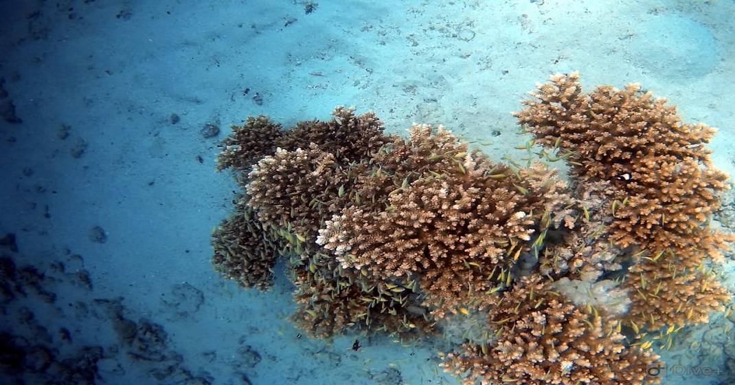 Coral Garden