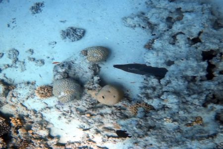 Coral Garden