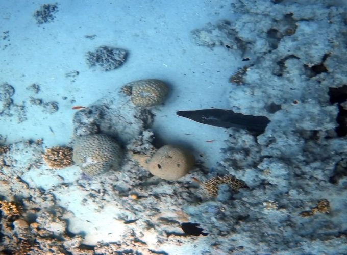 Coral Garden