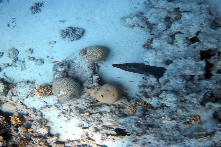 Coral Garden