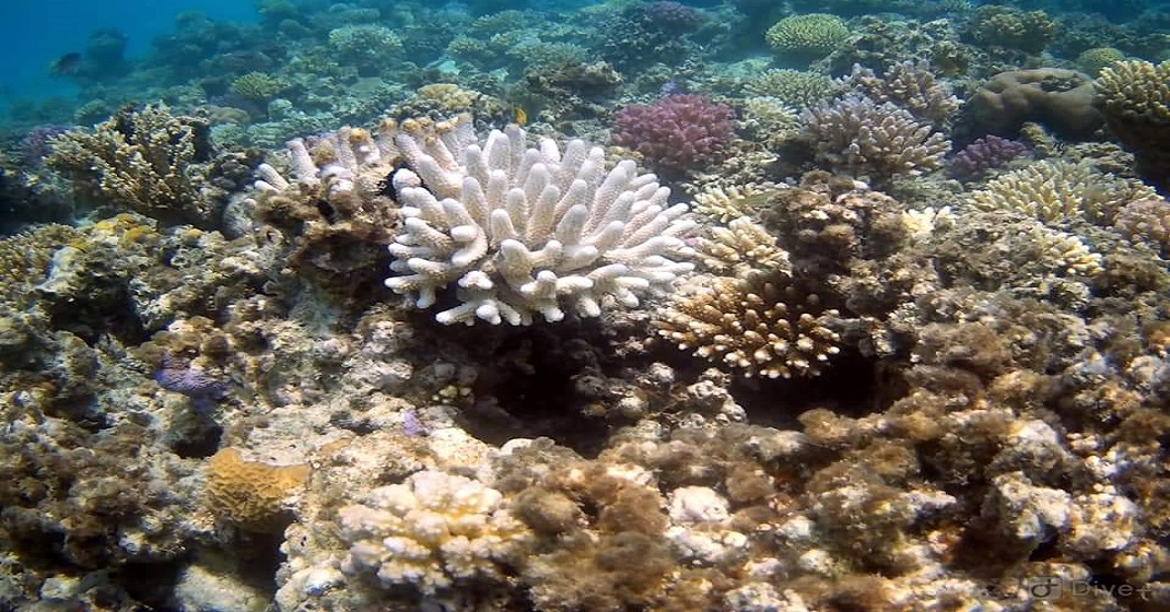 Coral Garden
