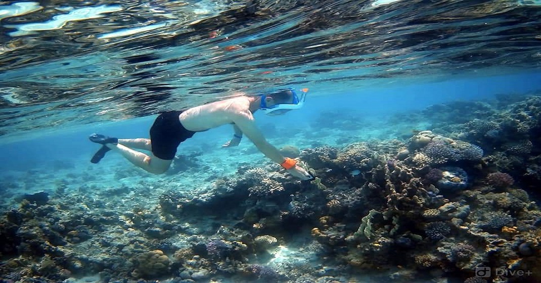 Coral Garden