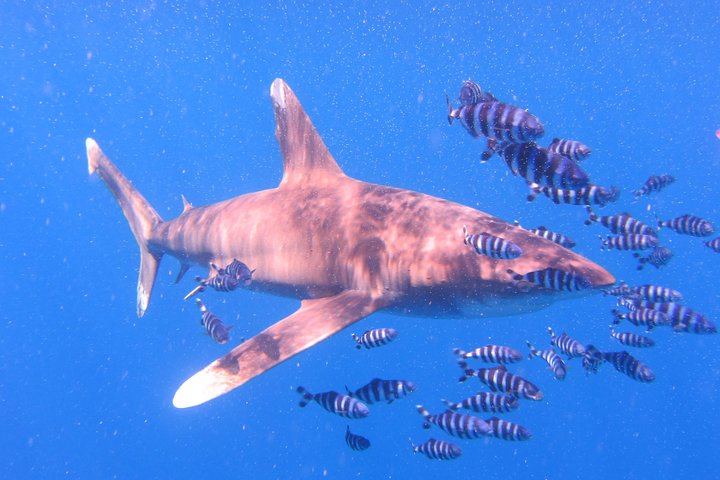 Diving Package