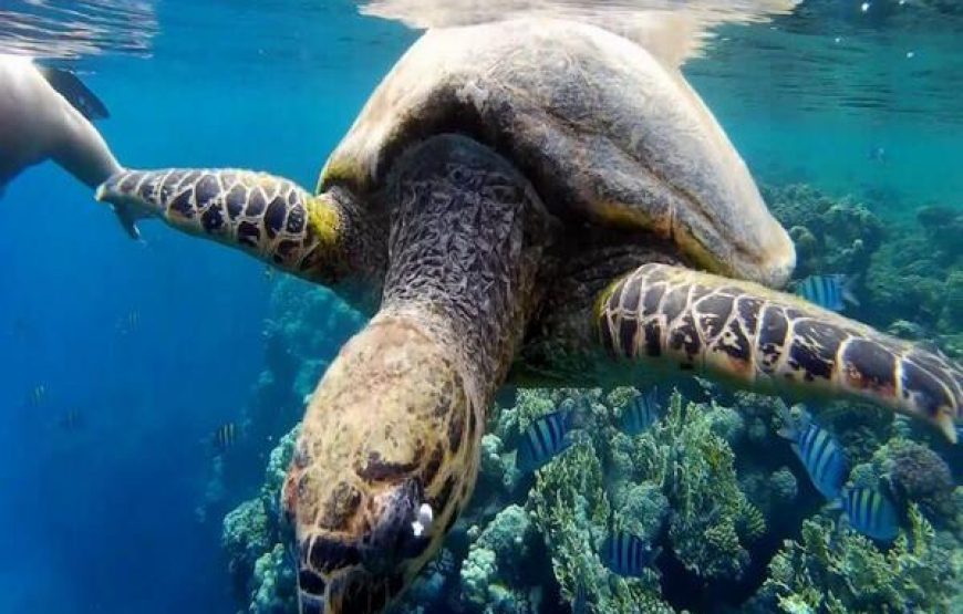 Snorkeling Trip