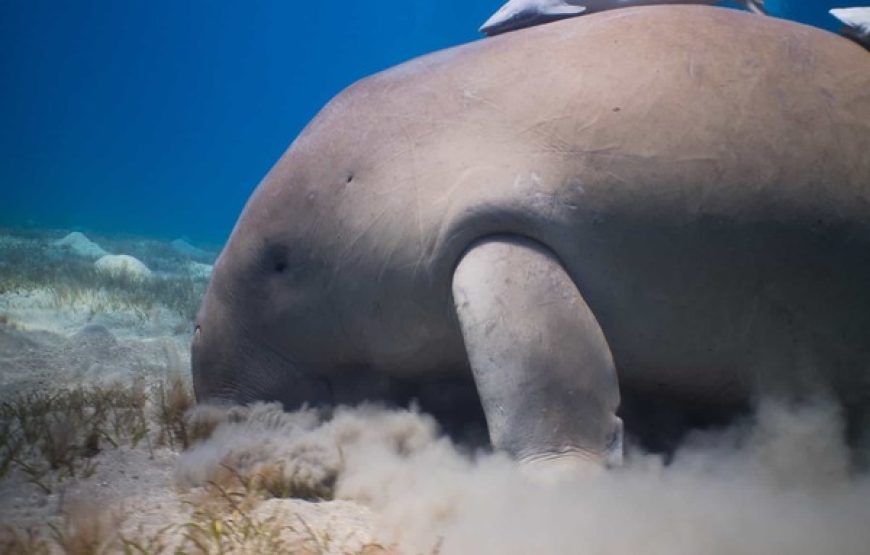 Snorkeling Trip
