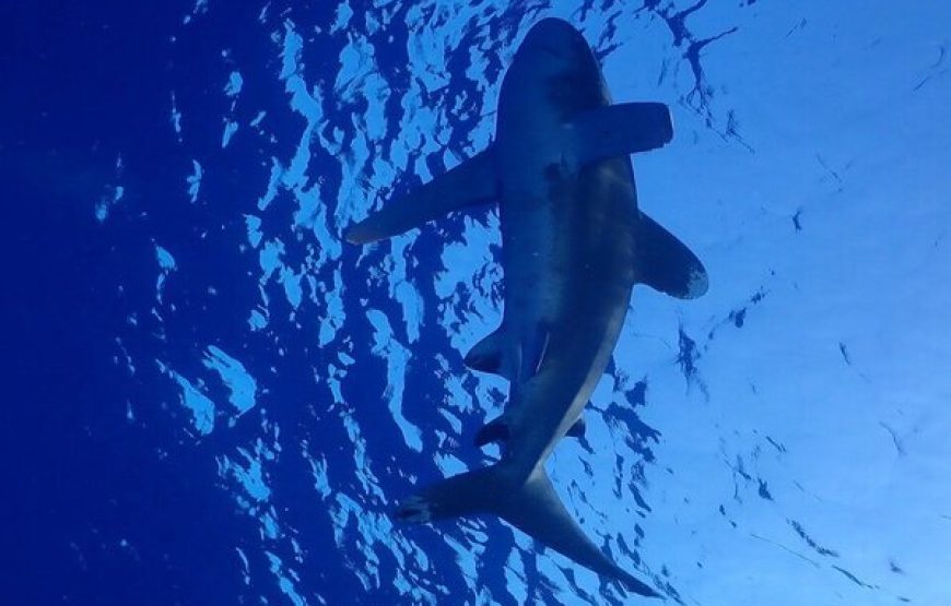 Snorkeling Trip
